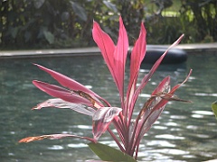 Jamaica06 (421)